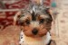 yorkshire-terrier-puppy